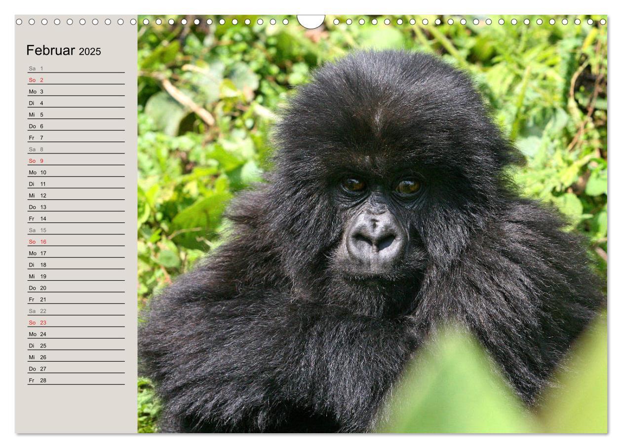 Bild: 9783435524440 | Berggorillas - die sanften Riesen (Wandkalender 2025 DIN A3 quer),...