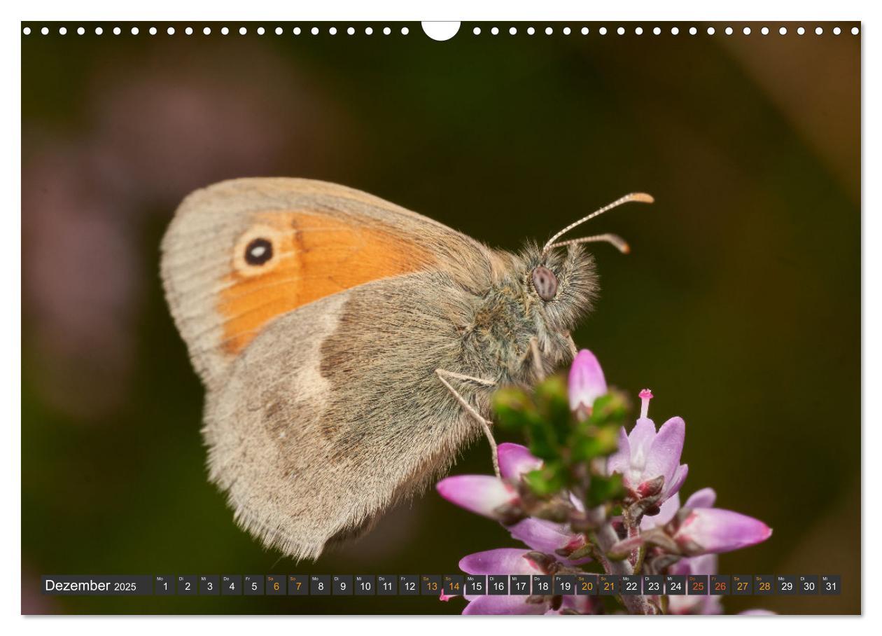 Bild: 9783383973659 | Schmetterlinge - von Blüte zu Blüte - (Wandkalender 2025 DIN A3...