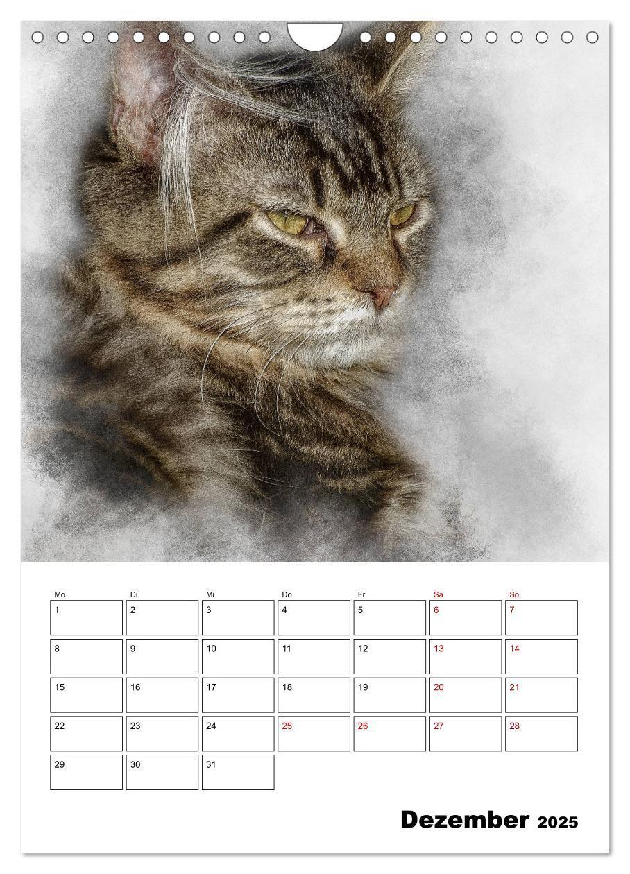 Bild: 9783435975365 | Maine Coon Katzen (Wandkalender 2025 DIN A4 hoch), CALVENDO...