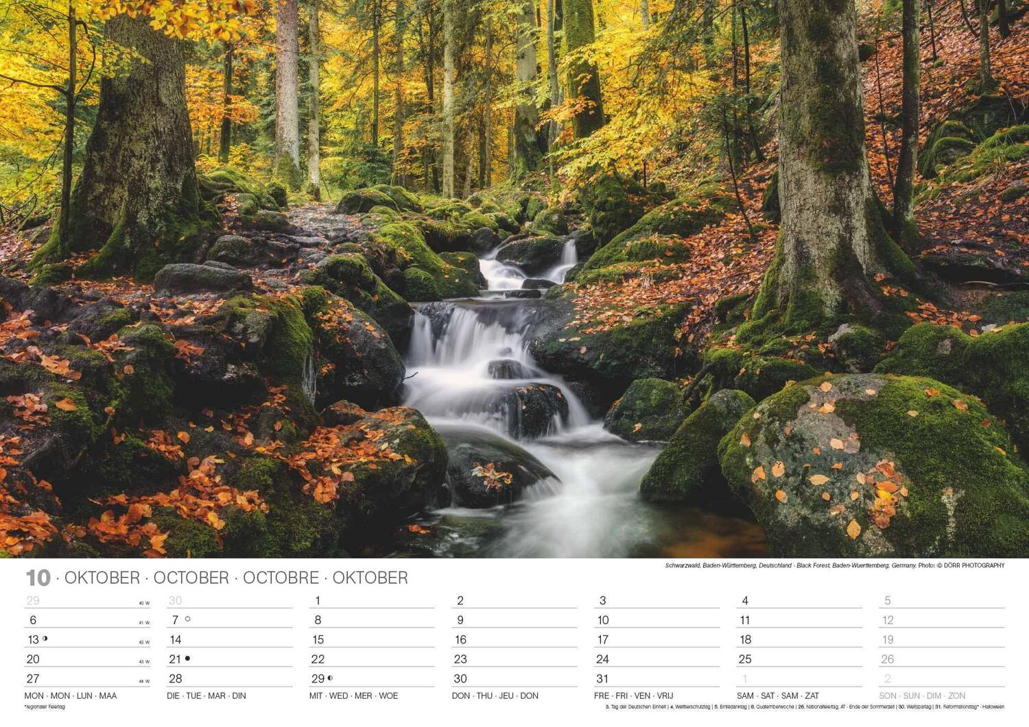 Bild: 4002725994271 | Malerische Wälder 2025 - Wand-Kalender - 42x29,7 - Wald - Natur | 2025