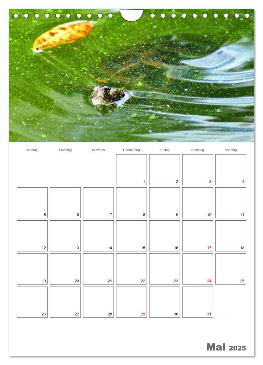 Bild: 9783457004876 | Langsame Schildkröten (Wandkalender 2025 DIN A4 hoch), CALVENDO...