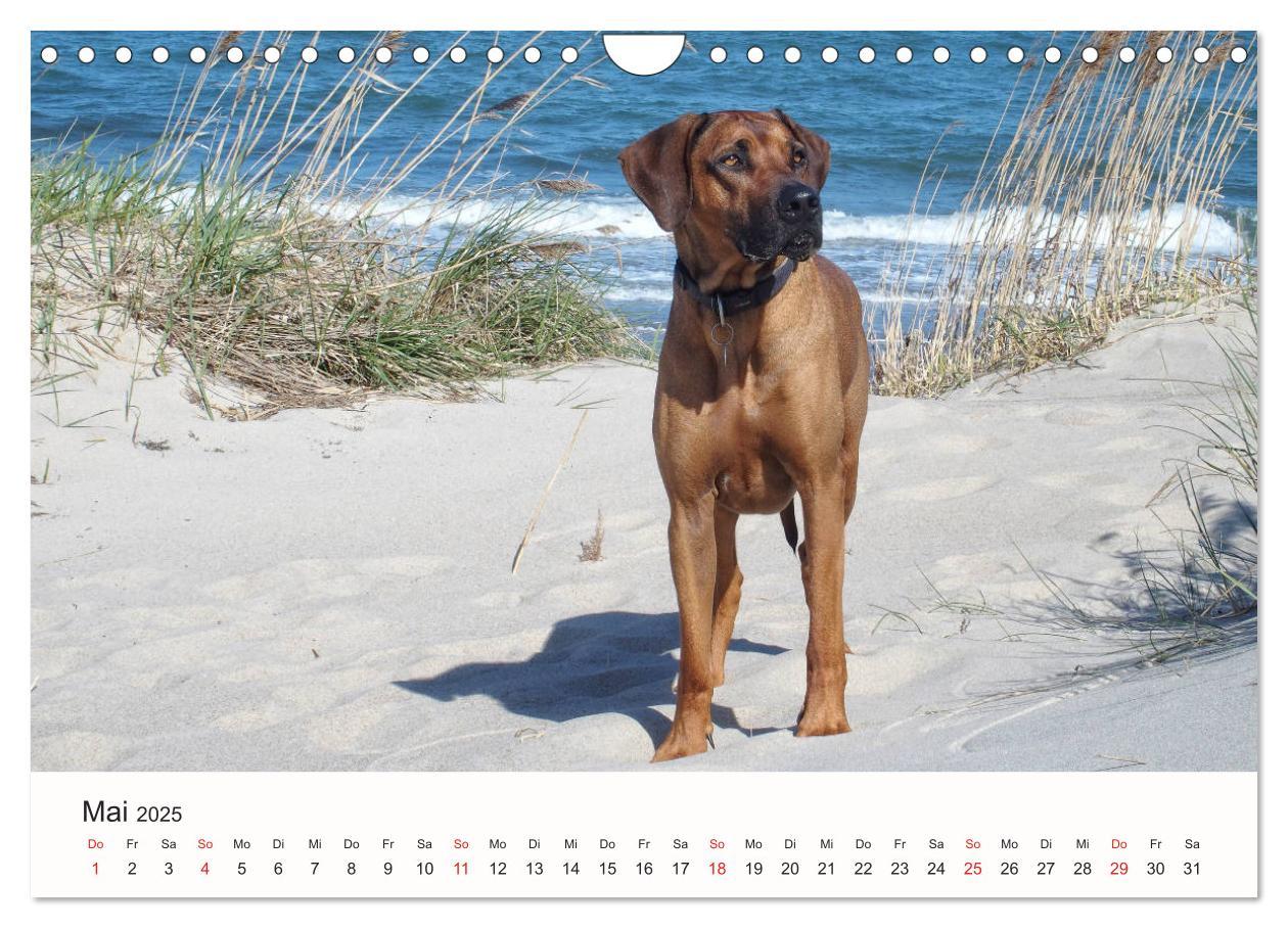 Bild: 9783435482894 | Rhodesian Ridgeback Schönheit aus Afrika (Wandkalender 2025 DIN A4...