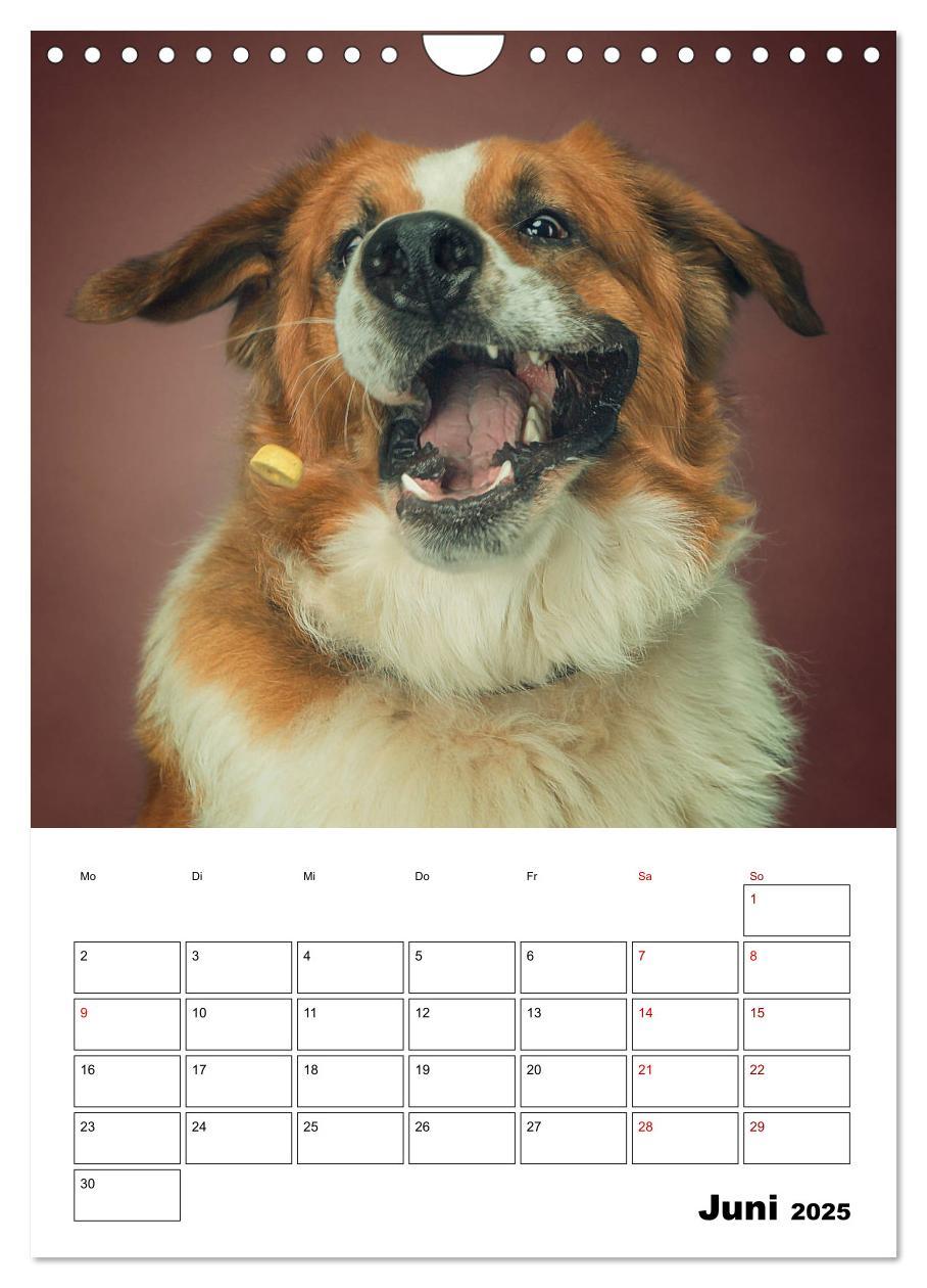 Bild: 9783435981847 | Fang das Leckerli (Wandkalender 2025 DIN A4 hoch), CALVENDO...