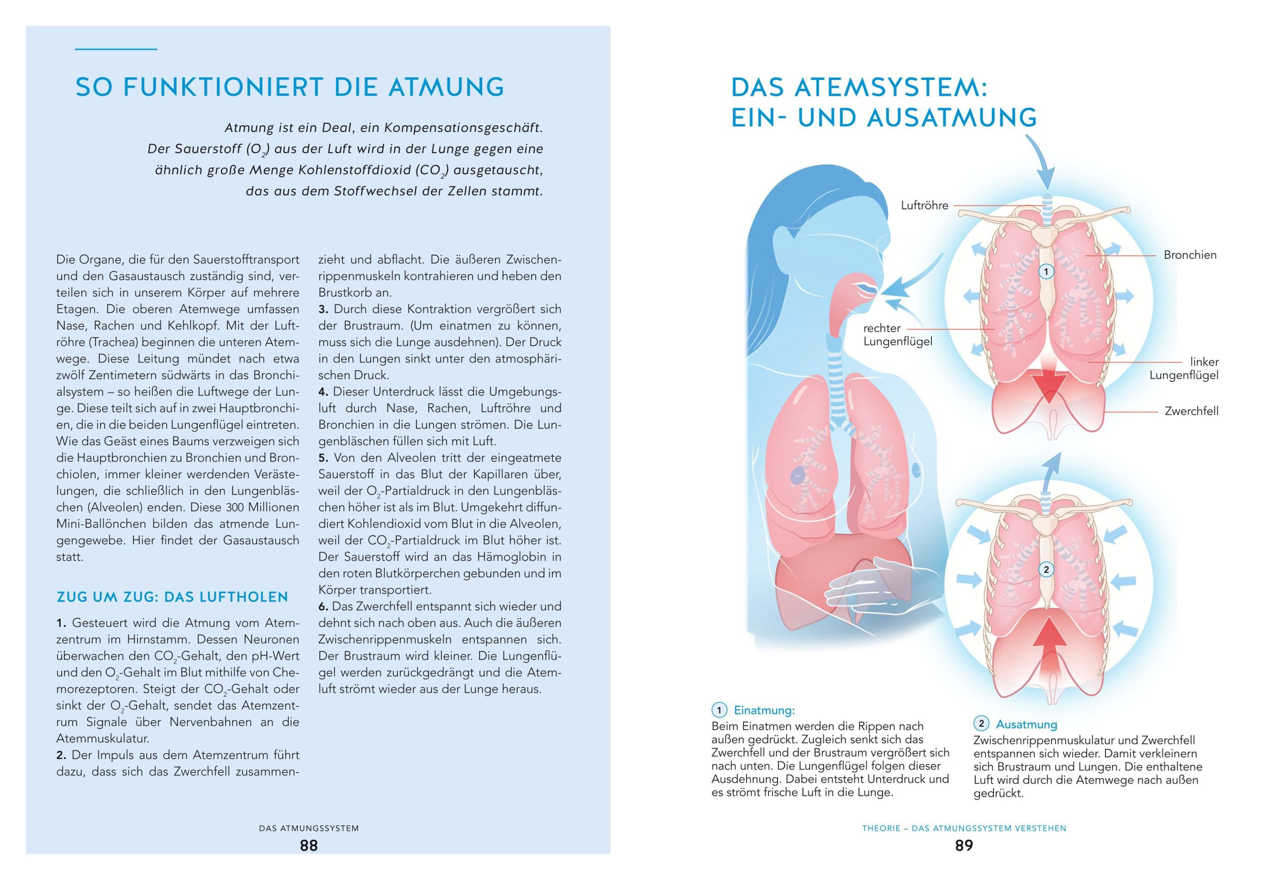 Bild: 9783833895593 | Du bist so alt wie dein schwächstes Organ | Bernd Kleine-Gunk (u. a.)