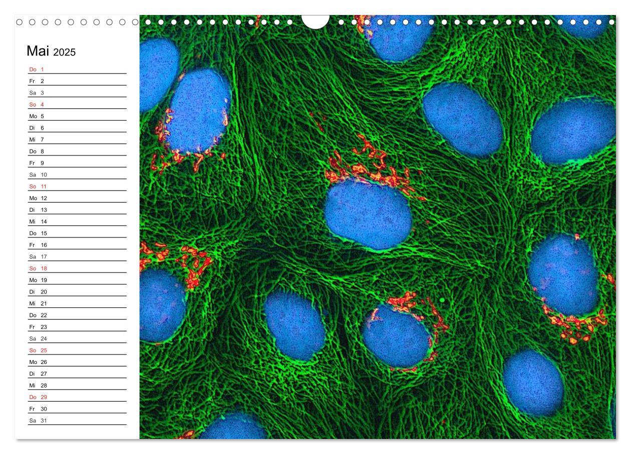 Bild: 9783435483372 | Mikrobiologie. Mikroorganismen, Genetik und Zellen (Wandkalender...