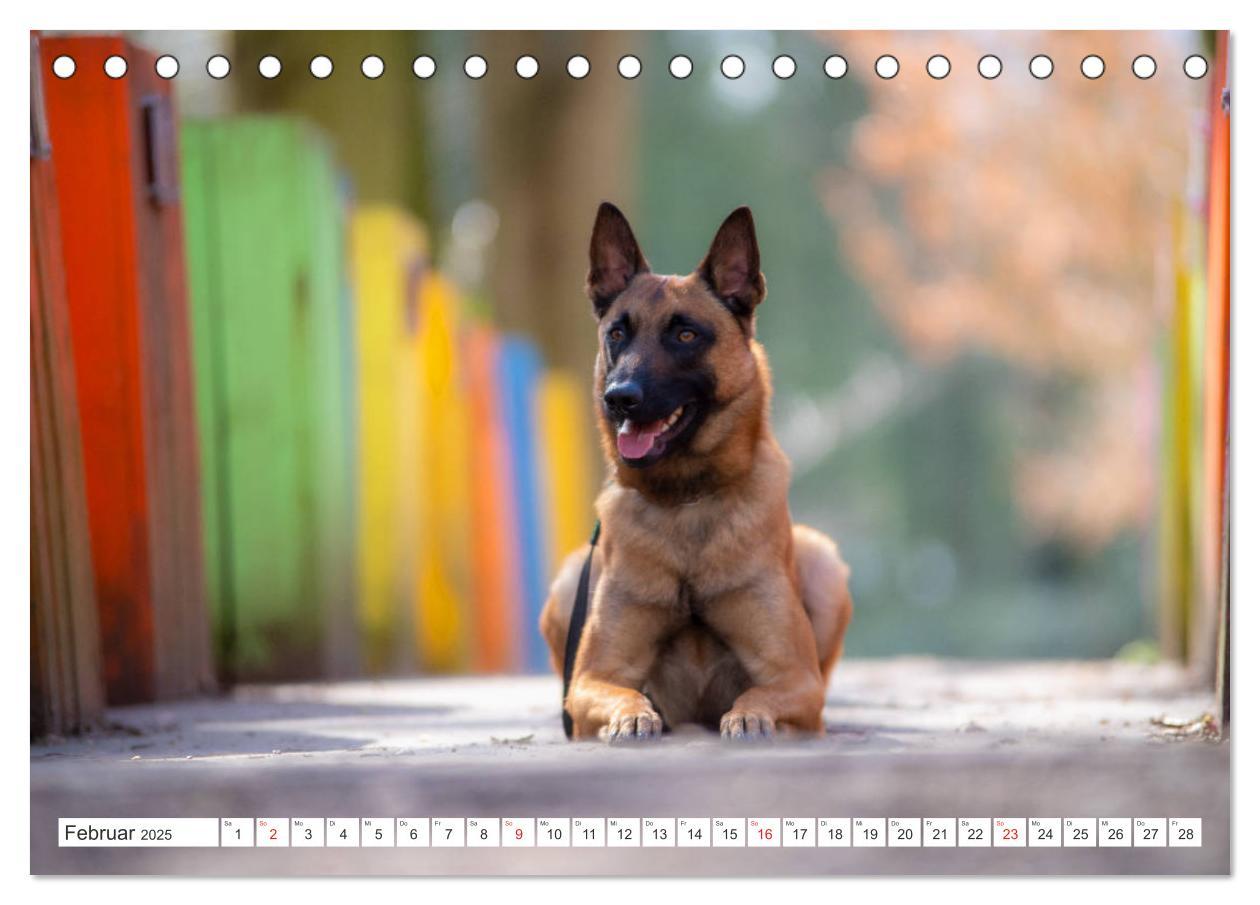 Bild: 9783435144457 | Malinois - belgischer Schäferhund (Tischkalender 2025 DIN A5 quer),...