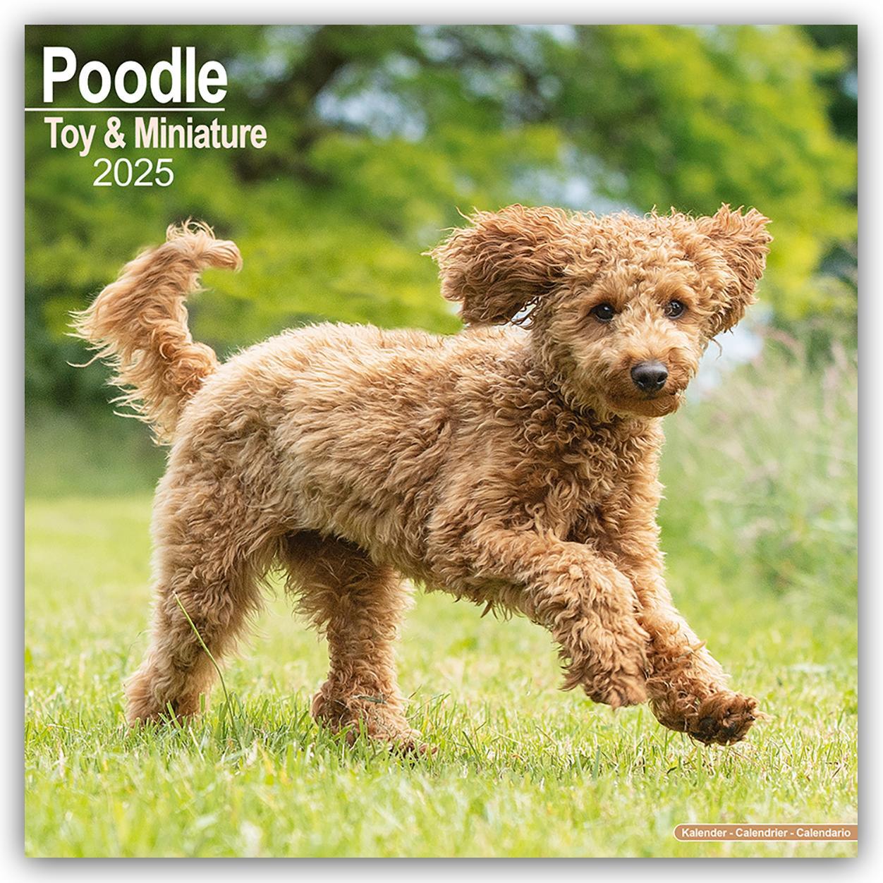 Cover: 9781804603789 | Toy and Miniature Poodle - Toypudel und Zwergpudel 2025 -...