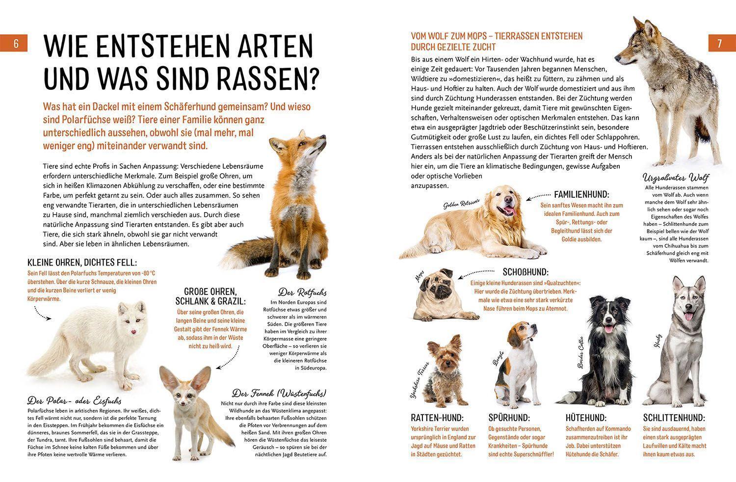 Bild: 9783440172629 | Heimische Tiere und ihre wilden Verwandten | Jule Ambach | Buch | 2022