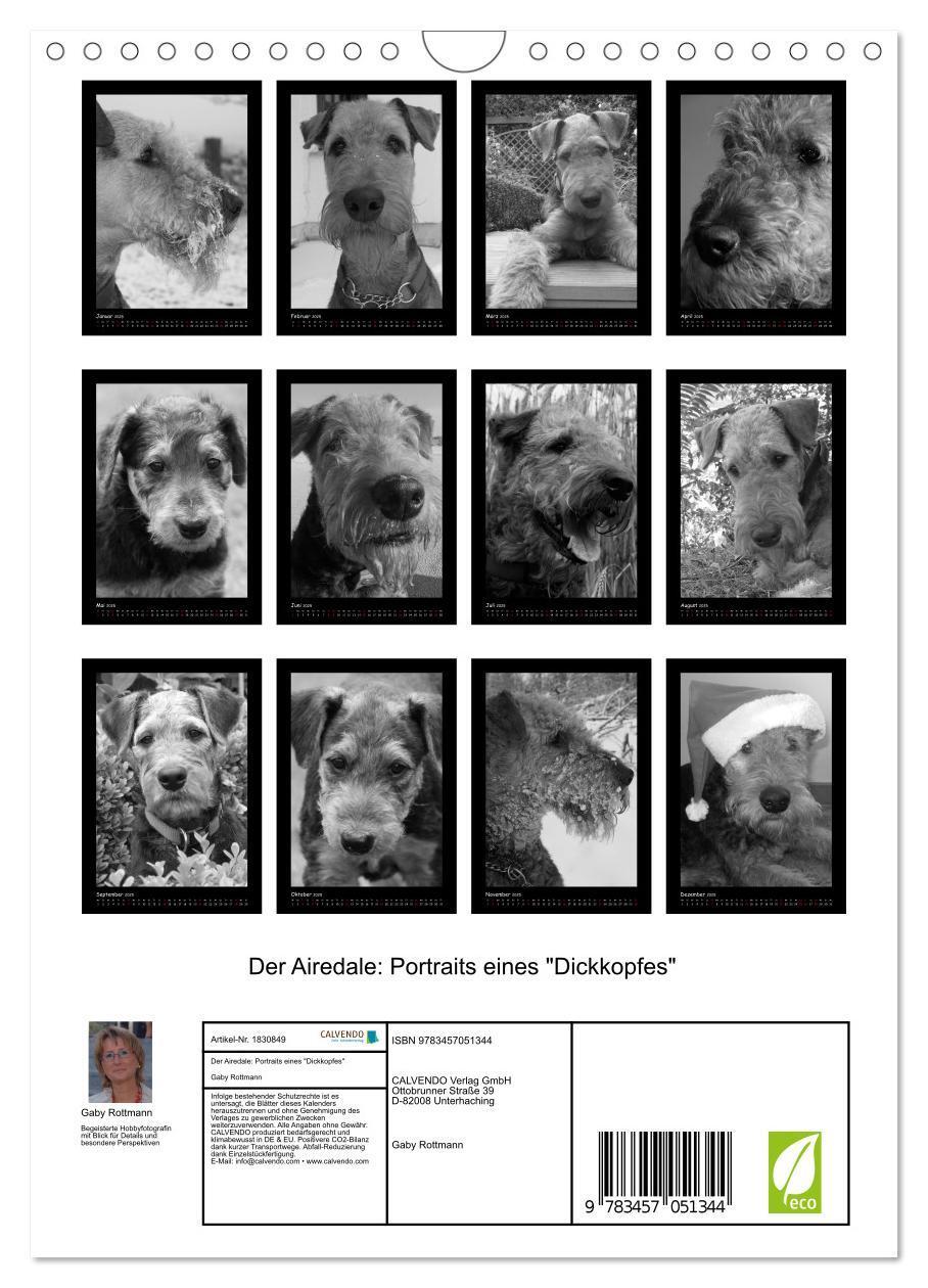 Bild: 9783457051344 | Der Airedale: Portraits eines "Dickkopfes" (Wandkalender 2025 DIN...