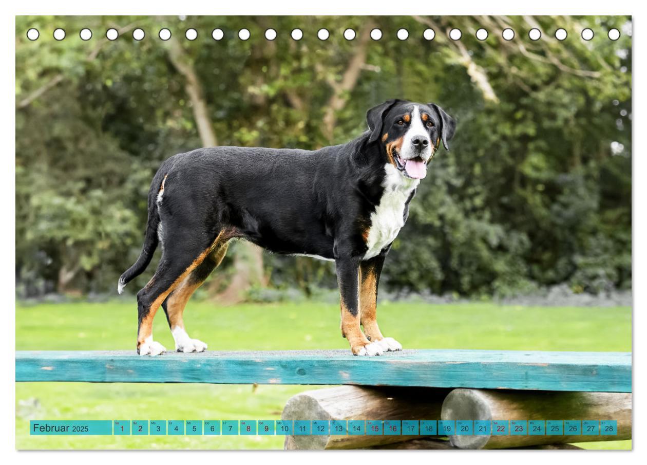 Bild: 9783457218075 | Große Schweizer - Gigantische Sennenhunde (Tischkalender 2025 DIN...