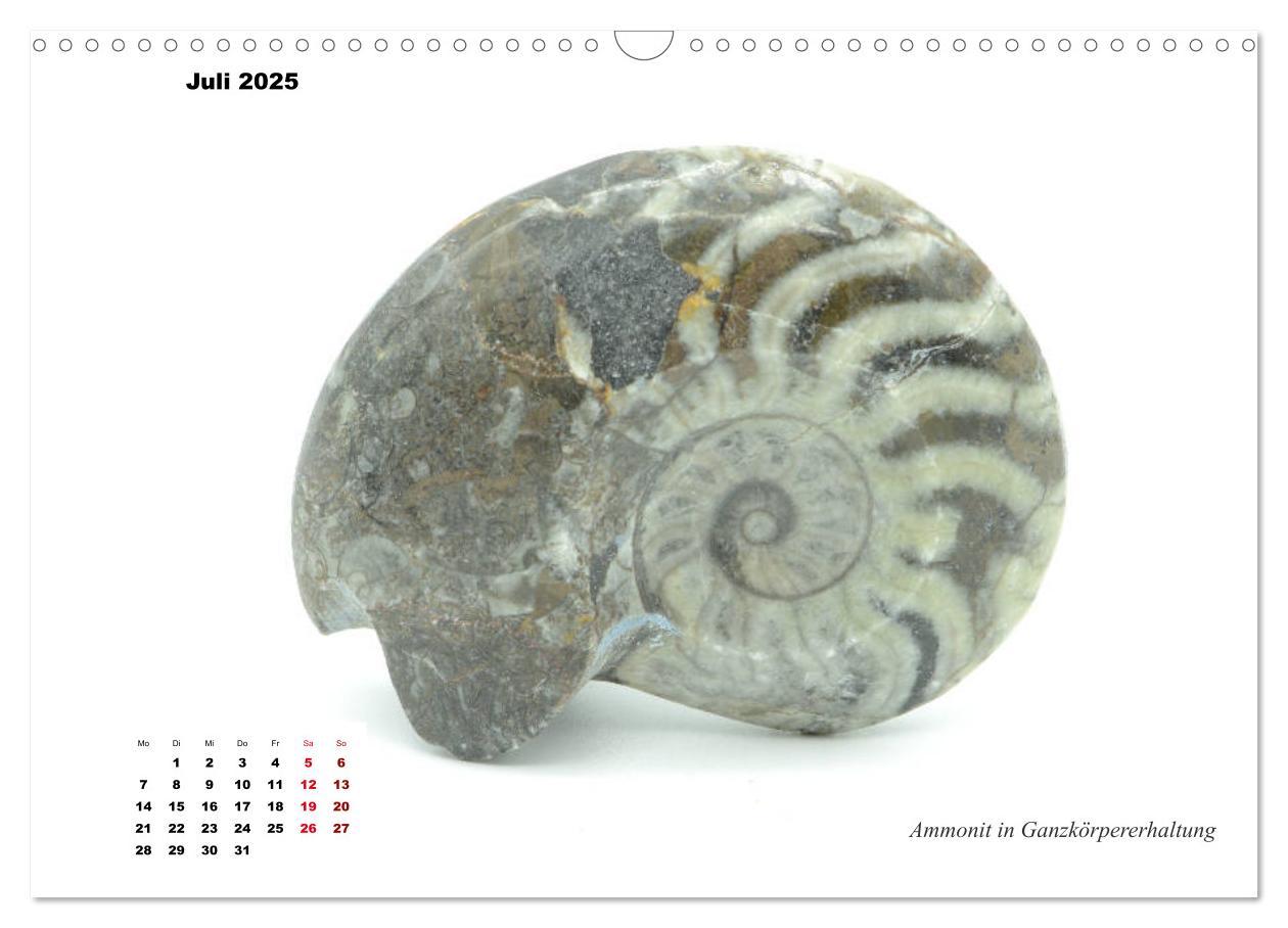 Bild: 9783435254187 | Fossilien - Ammoniten, Trilobiten, Erdgeschichte (Wandkalender 2025...