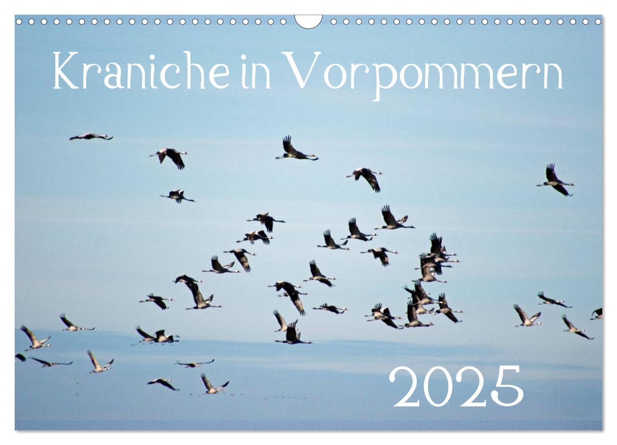 Cover: 9783435649228 | Kraniche in Vorpommern (Wandkalender 2025 DIN A3 quer), CALVENDO...