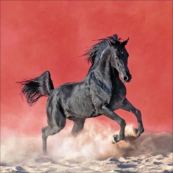 Bild: 9783731876380 | Horses 2025 | Verlag Korsch | Kalender | 13 S. | Deutsch | 2025