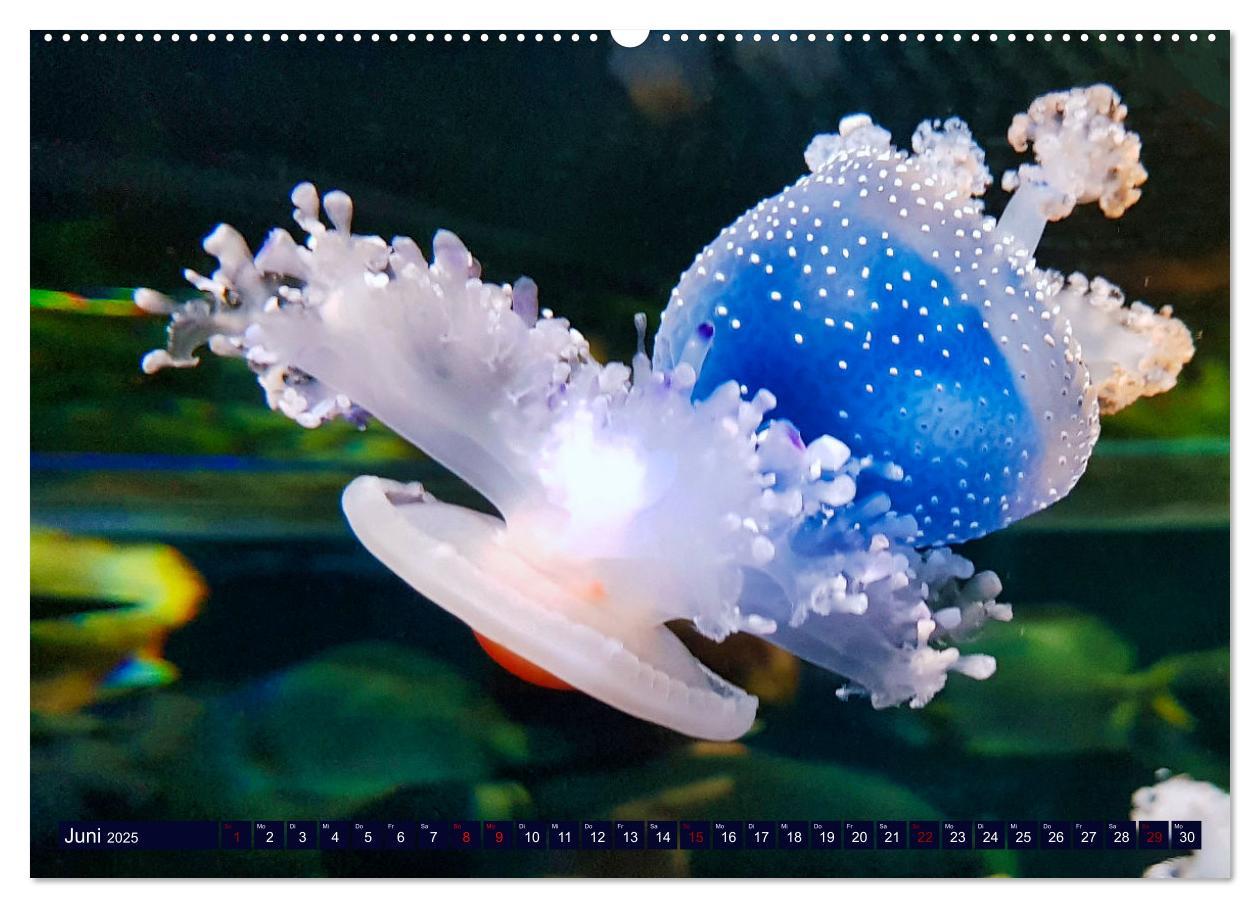 Bild: 9783383953842 | In der Welt der Medusen (hochwertiger Premium Wandkalender 2025 DIN...