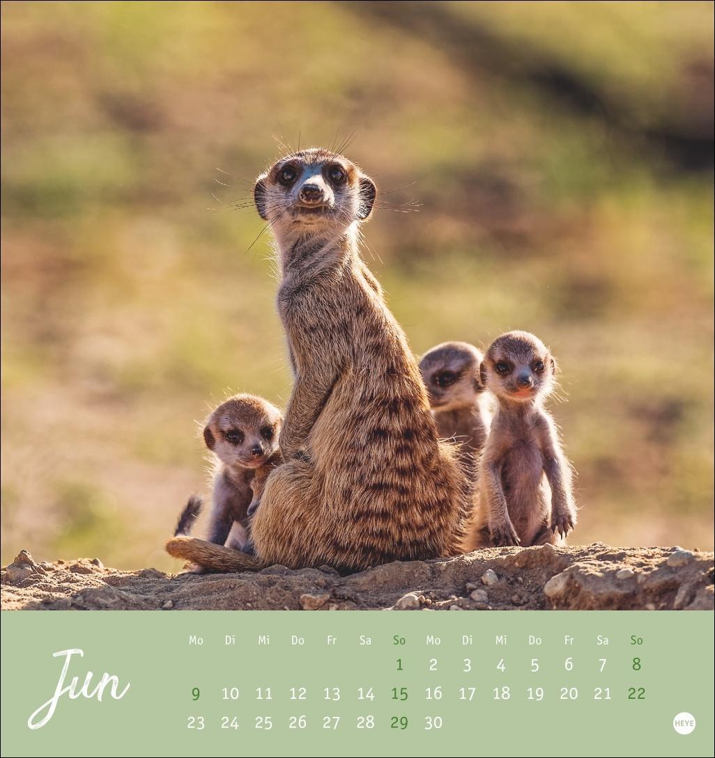 Bild: 9783756407163 | Erdmännchen Postkartenkalender 2025 | Heye | Kalender | Spiralbindung