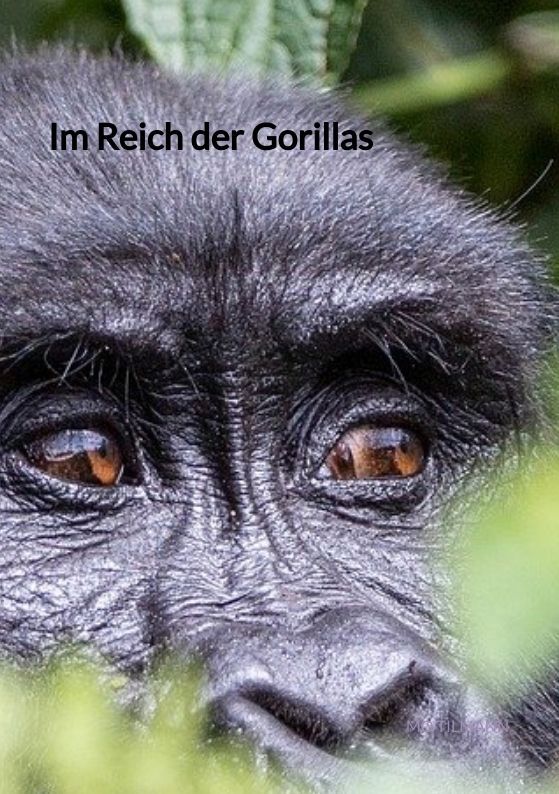 Cover: 9783347891746 | Im Reich der Gorillas | Eine Expedition in die Wildnis | Mo Tilmann