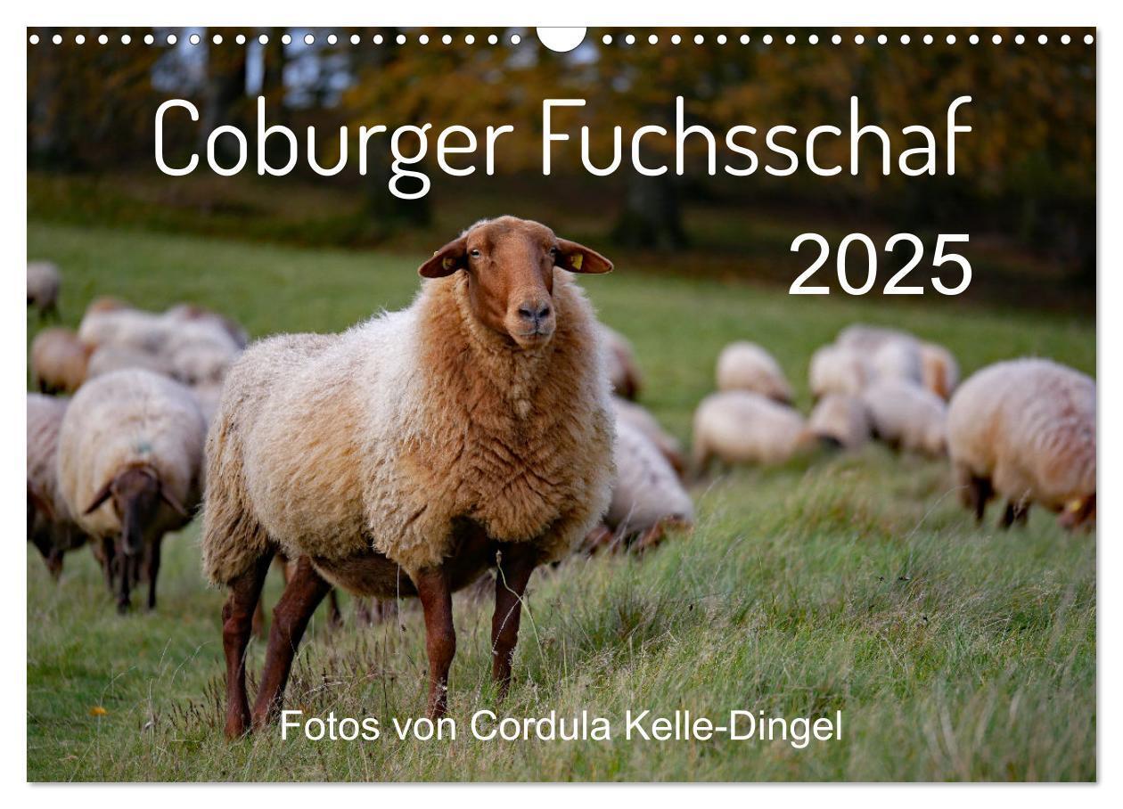 Cover: 9783435172832 | Coburger Fuchsschaf (Wandkalender 2025 DIN A3 quer), CALVENDO...