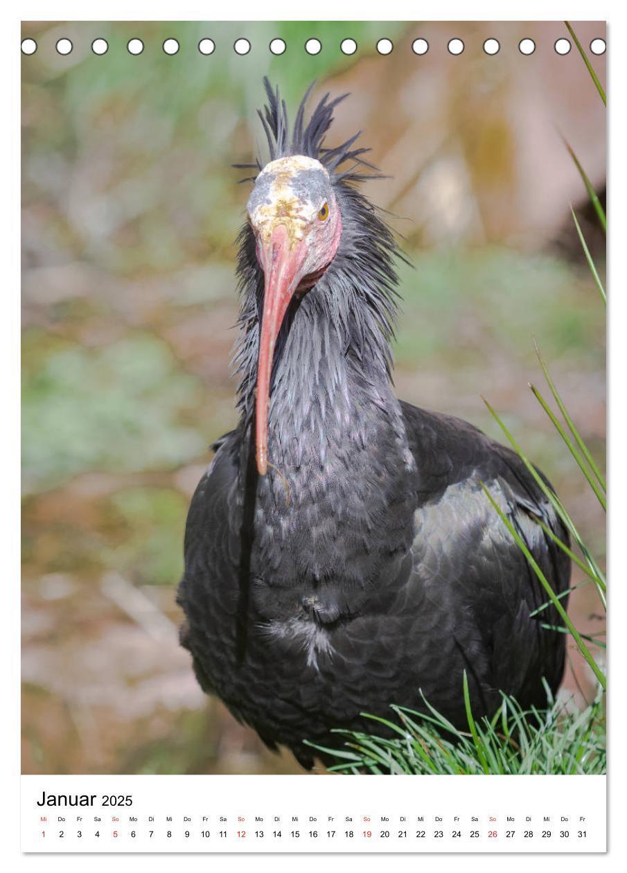 Bild: 9783435930180 | Der Waldrapp - Der etwas andere Vogel (Tischkalender 2025 DIN A5...