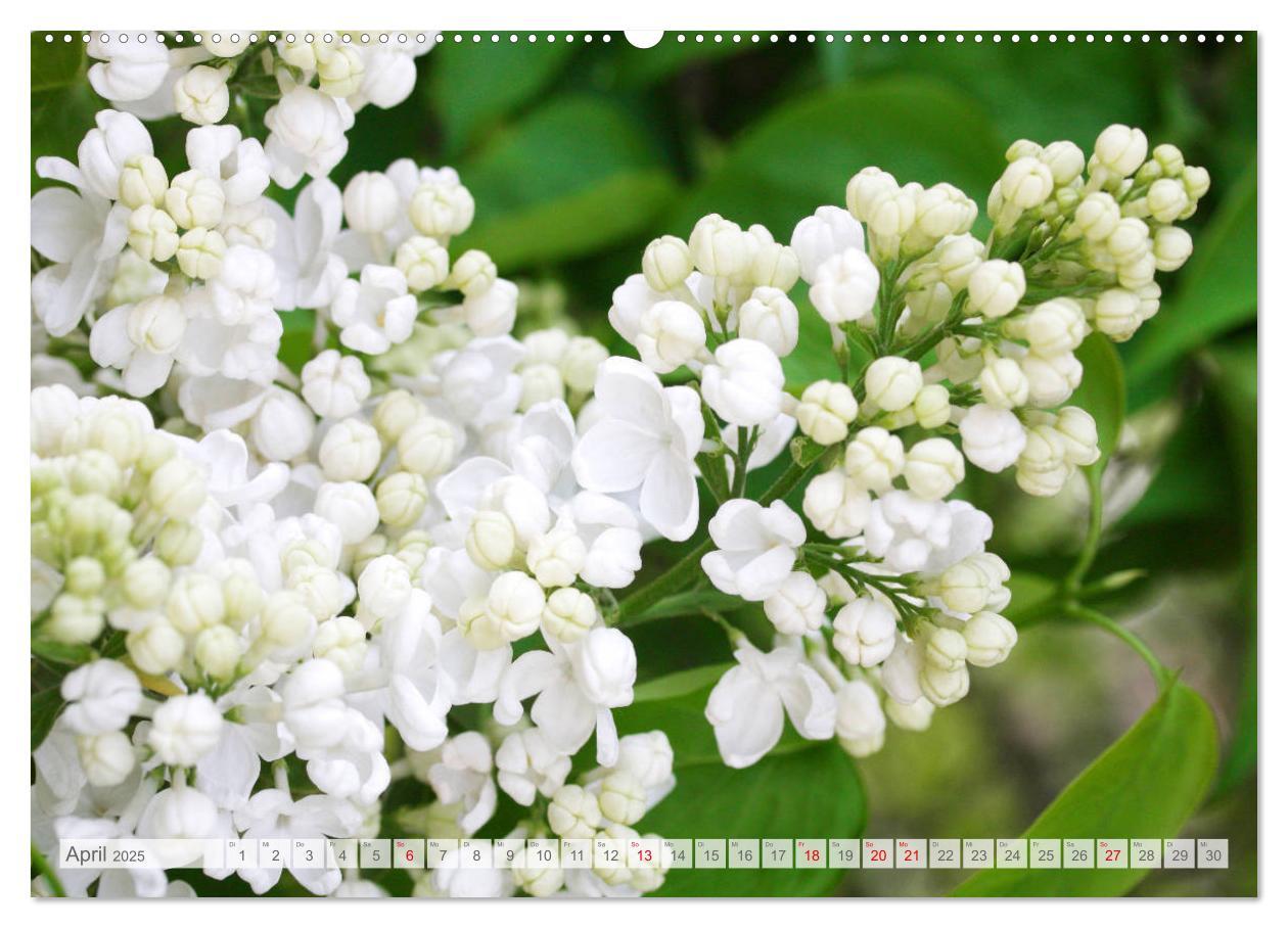 Bild: 9783435332465 | Fliederblüte (hochwertiger Premium Wandkalender 2025 DIN A2 quer),...