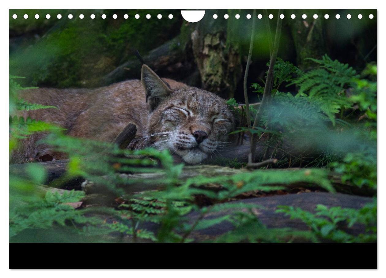 Bild: 9783435736645 | Der Luchs (Wandkalender 2025 DIN A4 quer), CALVENDO Monatskalender