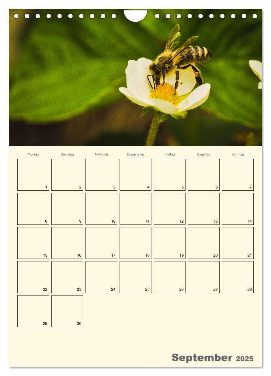 Bild: 9783435958023 | Bienen im Naturgarten (Wandkalender 2025 DIN A4 hoch), CALVENDO...