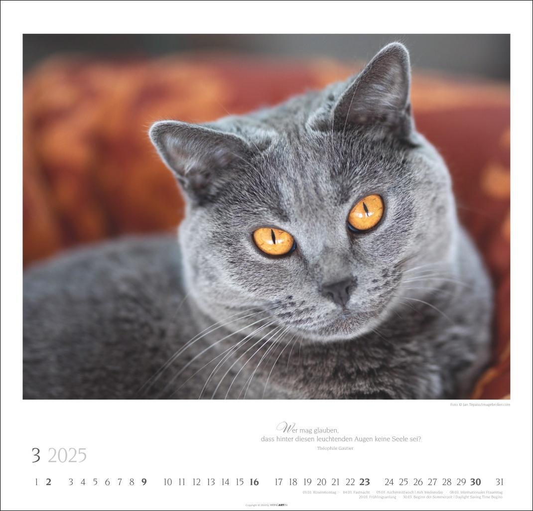 Bild: 9783839900963 | Katzen - Diven auf Samtpfoten Kalender 2025 - Diven auf Samtpfoten