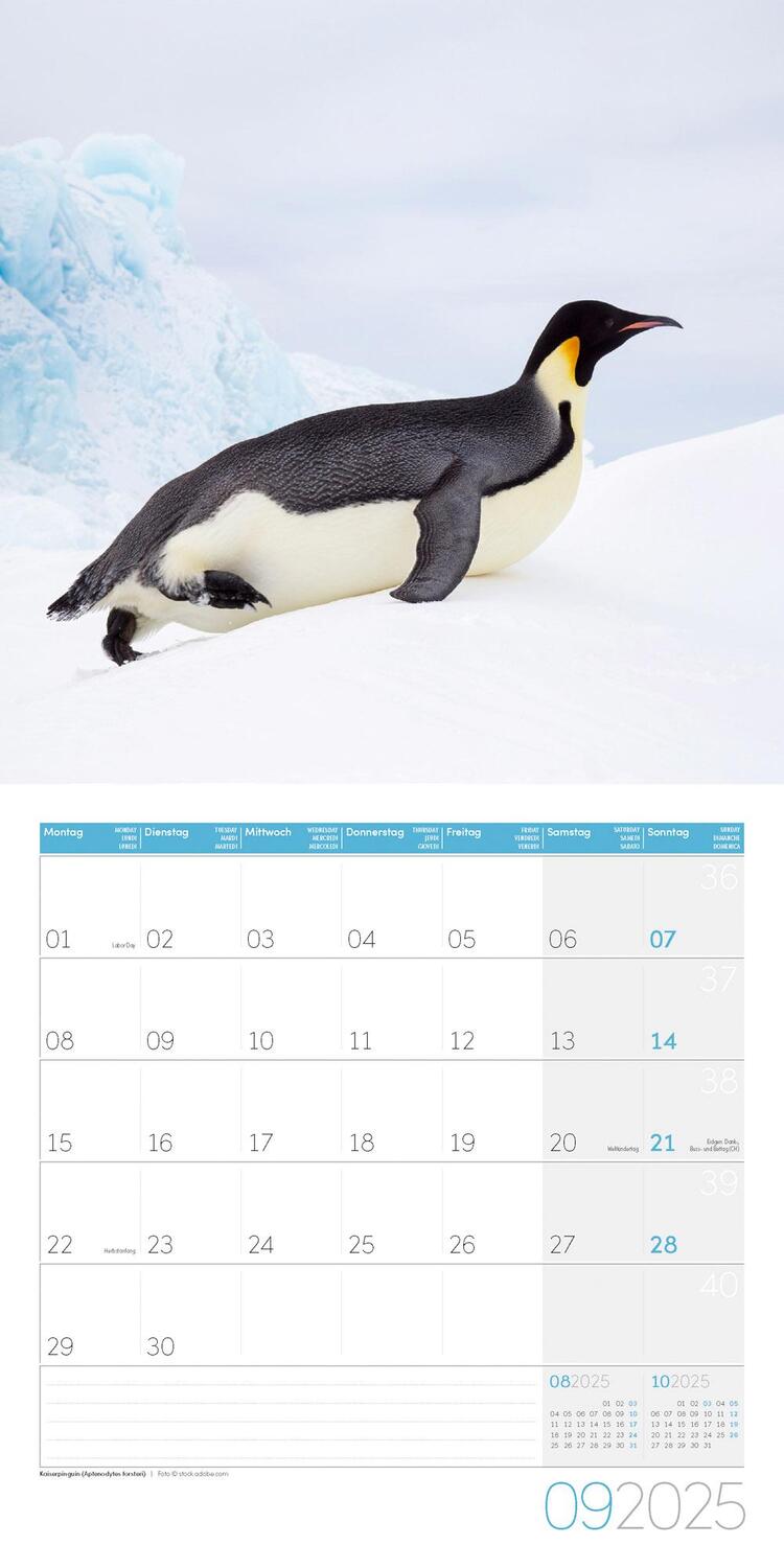 Bild: 9783838445250 | Pinguine Kalender 2025 - 30x30 | Ackermann Kunstverlag | Kalender