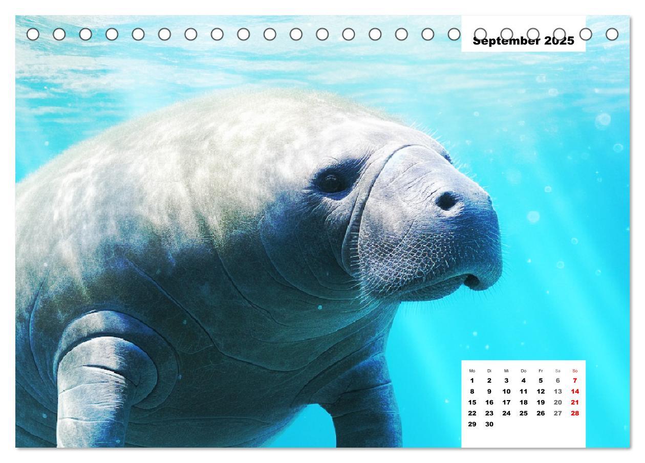 Bild: 9783383893902 | Manatees. Faszinierende Rundschwanzseekühe (Tischkalender 2025 DIN...