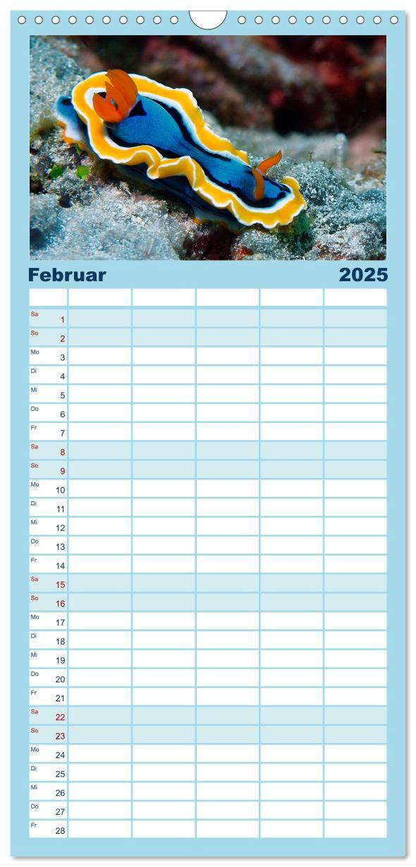 Bild: 9783457135228 | Familienplaner 2025 - Meeres-Schnecken mit 5 Spalten (Wandkalender,...