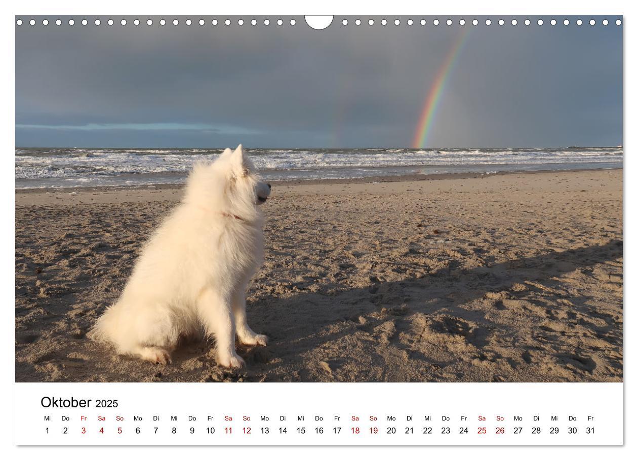 Bild: 9783435016099 | Ein Samojede am Meer (Wandkalender 2025 DIN A3 quer), CALVENDO...