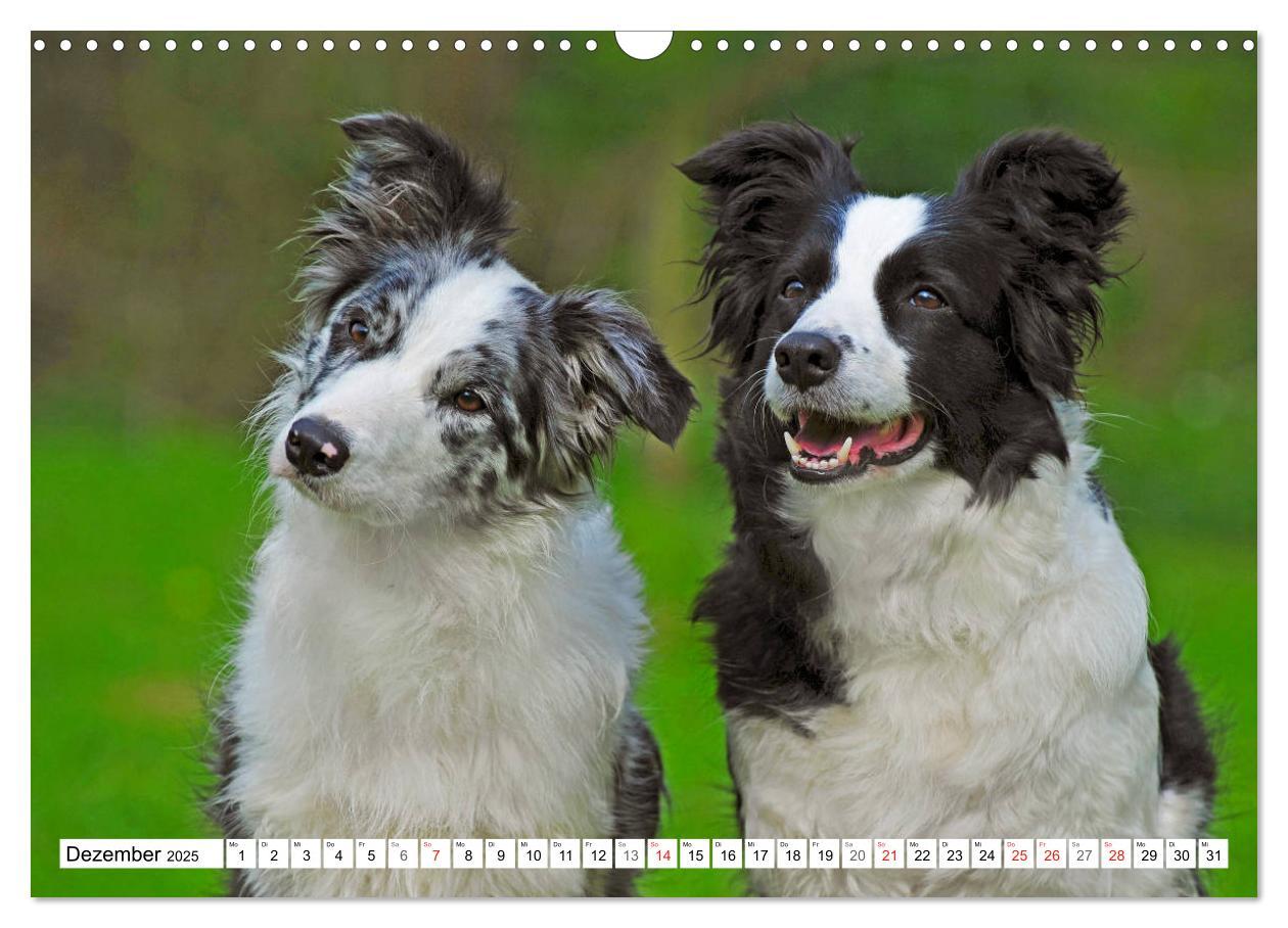 Bild: 9783435256860 | Traumhund Border Collie (Wandkalender 2025 DIN A3 quer), CALVENDO...