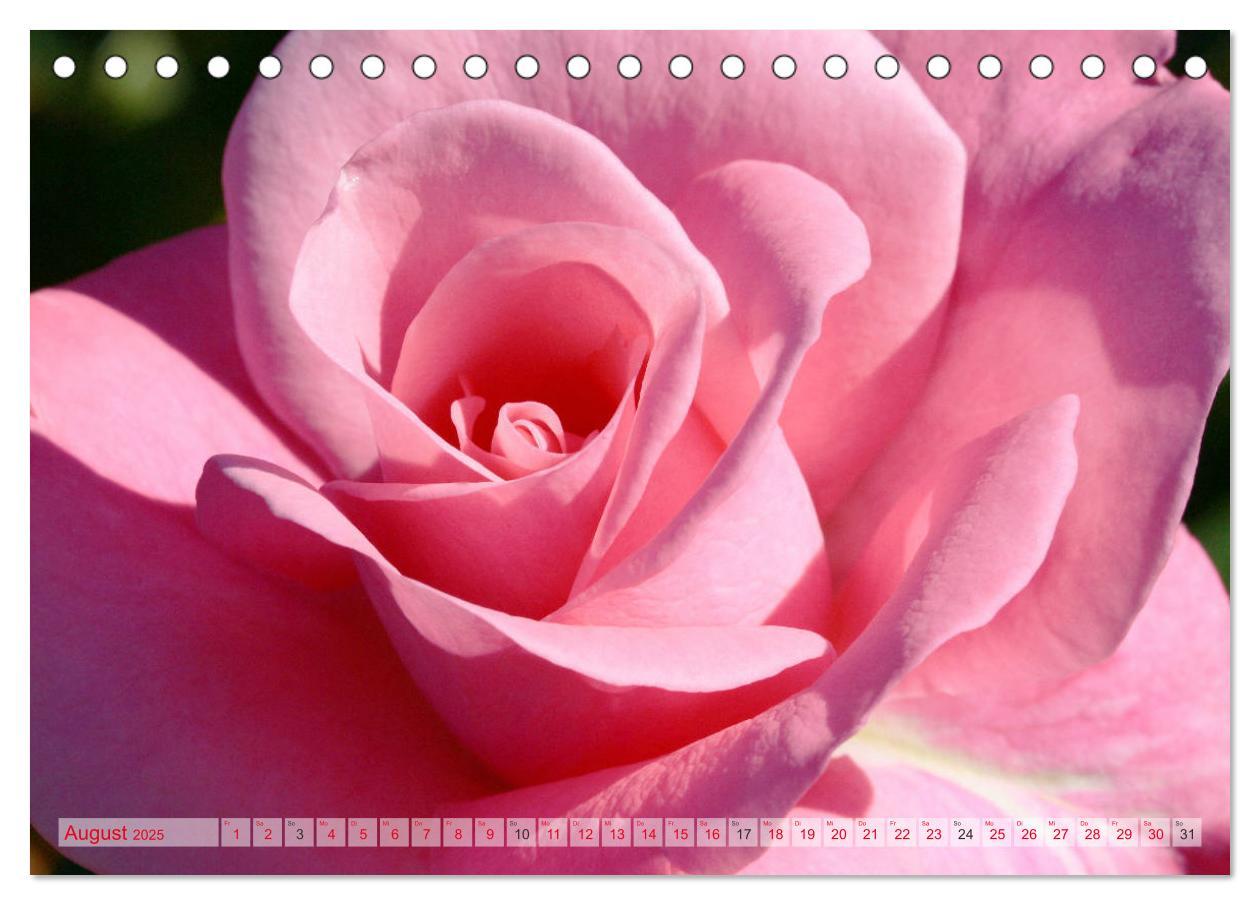 Bild: 9783435294534 | Stolze Rosen (Tischkalender 2025 DIN A5 quer), CALVENDO Monatskalender