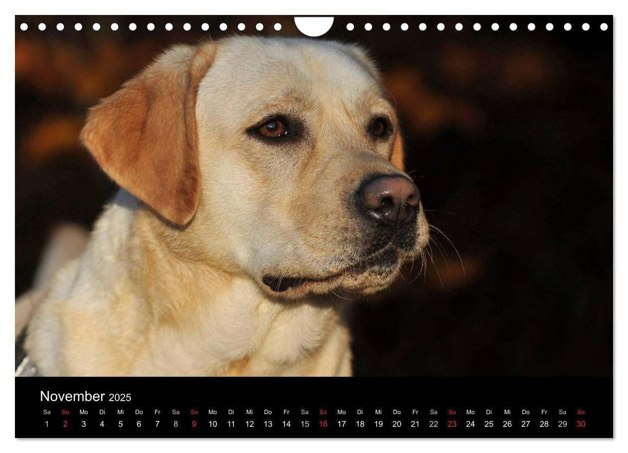 Bild: 9783435761692 | Labrador Retriever 2025 (Wandkalender 2025 DIN A4 quer), CALVENDO...