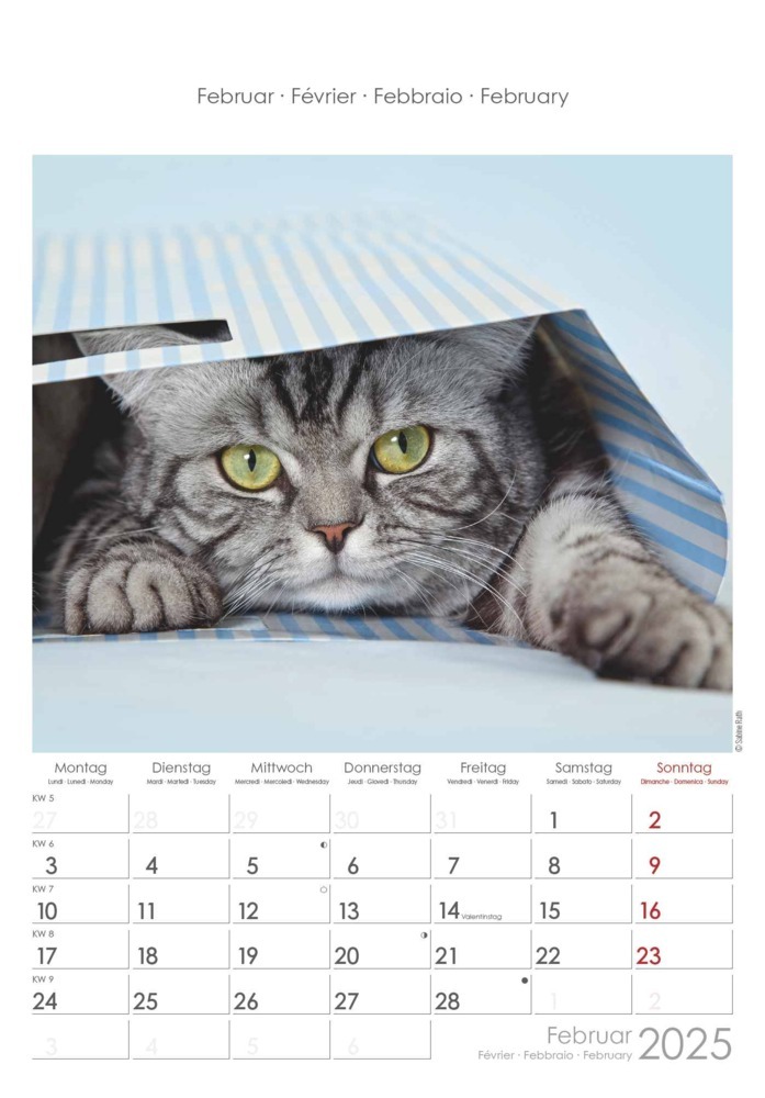 Bild: 4251732341015 | Alpha Edition - Katzen 2025 Bildkalender, 23,7x34cm, Wandkalender...