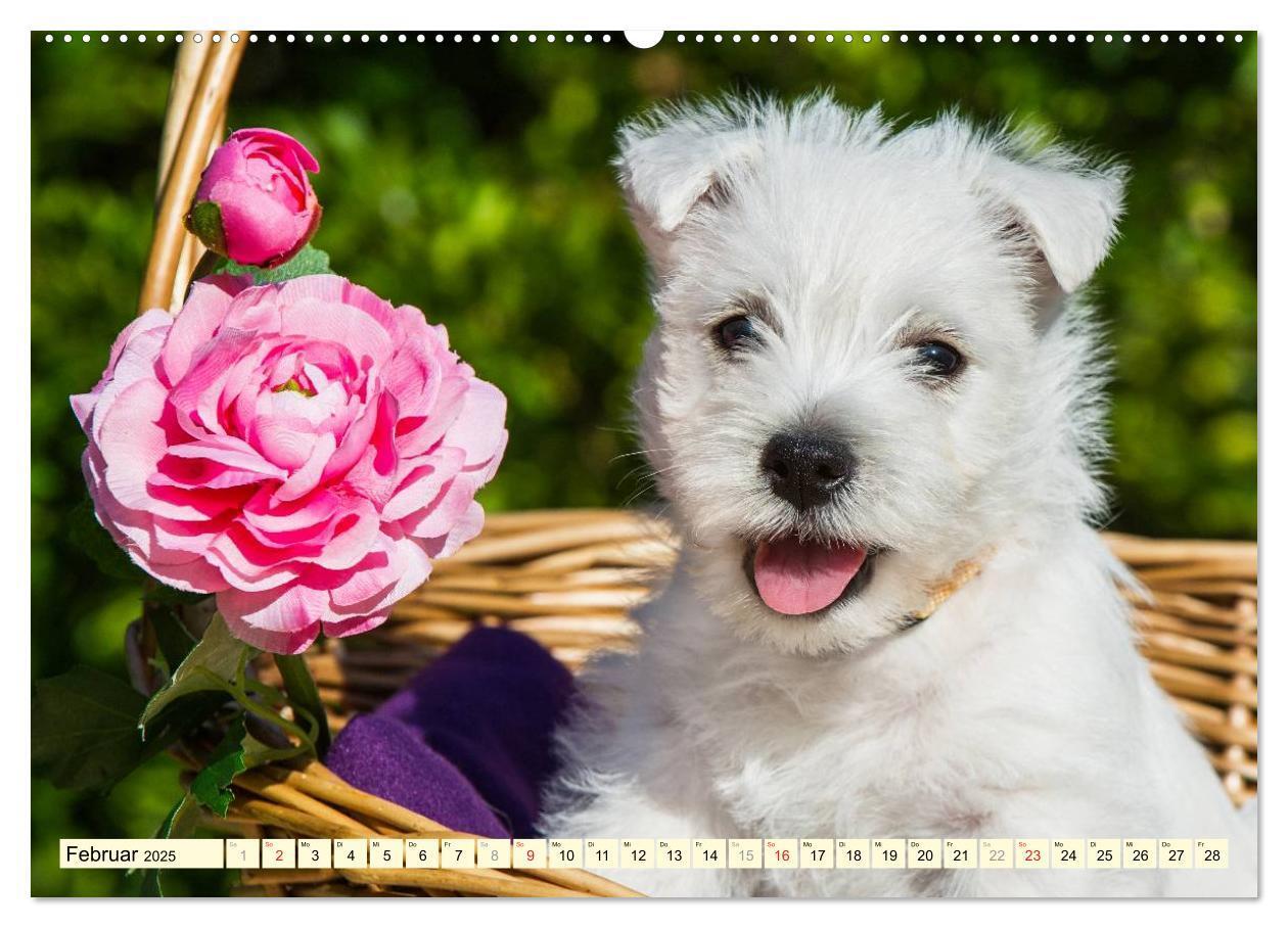 Bild: 9783435462186 | Kobold auf 4 Pfoten - West Highland White Terrier (Wandkalender...