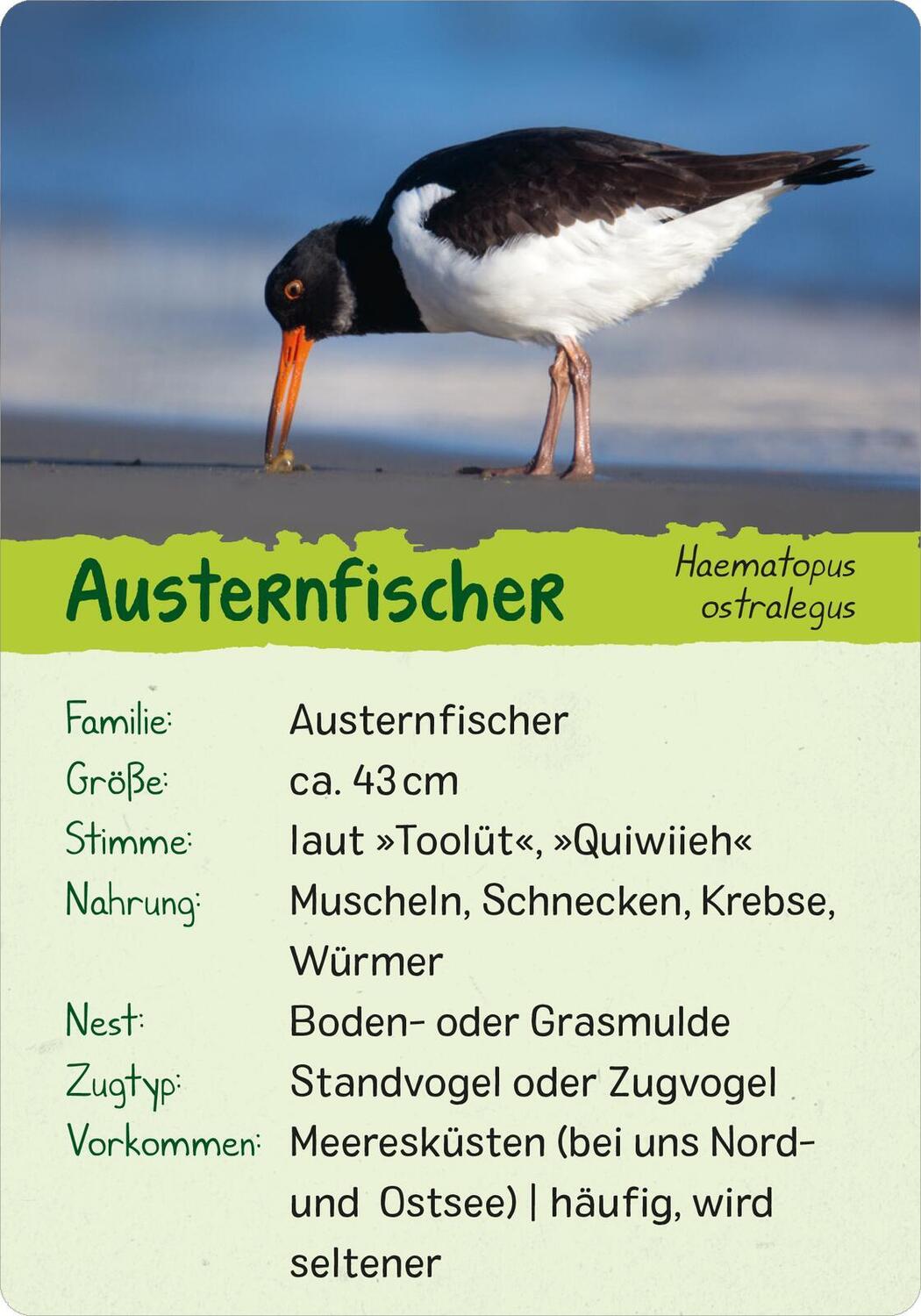 Bild: 9783845856599 | Naturforscher-Kids - Vögel | 50 Karten | Eva Wagner | Taschenbuch