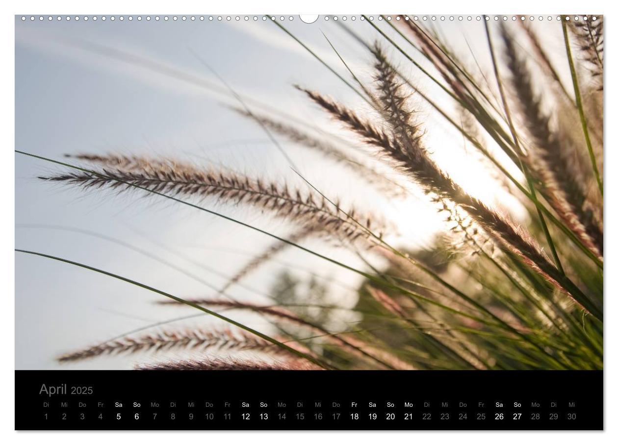 Bild: 9783435802128 | Natur im Detail (Wandkalender 2025 DIN A2 quer), CALVENDO...