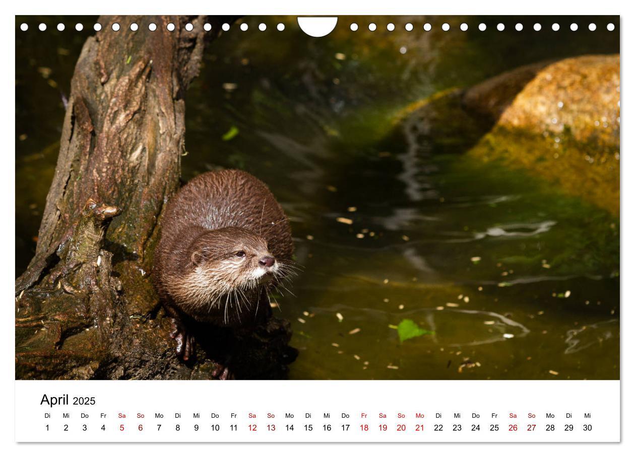 Bild: 9783435380053 | Otter - Jäger an Flüssen und Seen (Wandkalender 2025 DIN A4 quer),...