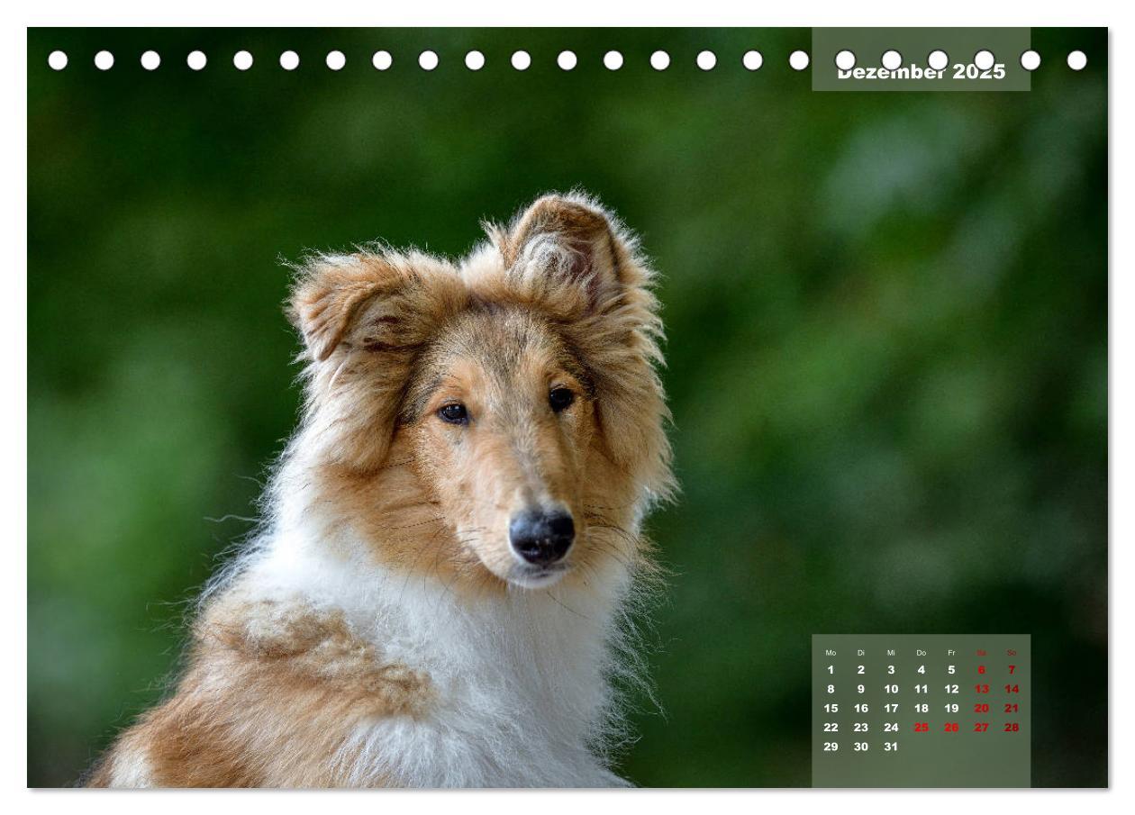 Bild: 9783435110179 | Typisch Collie (Tischkalender 2025 DIN A5 quer), CALVENDO...