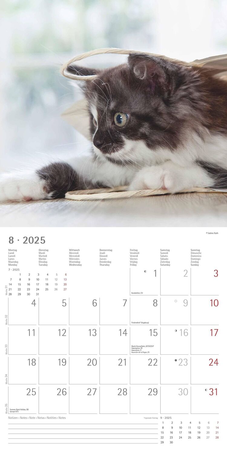 Bild: 4251732340674 | Katzen 2025 - Broschürenkalender 30x30 cm (30x60 geöffnet) -...