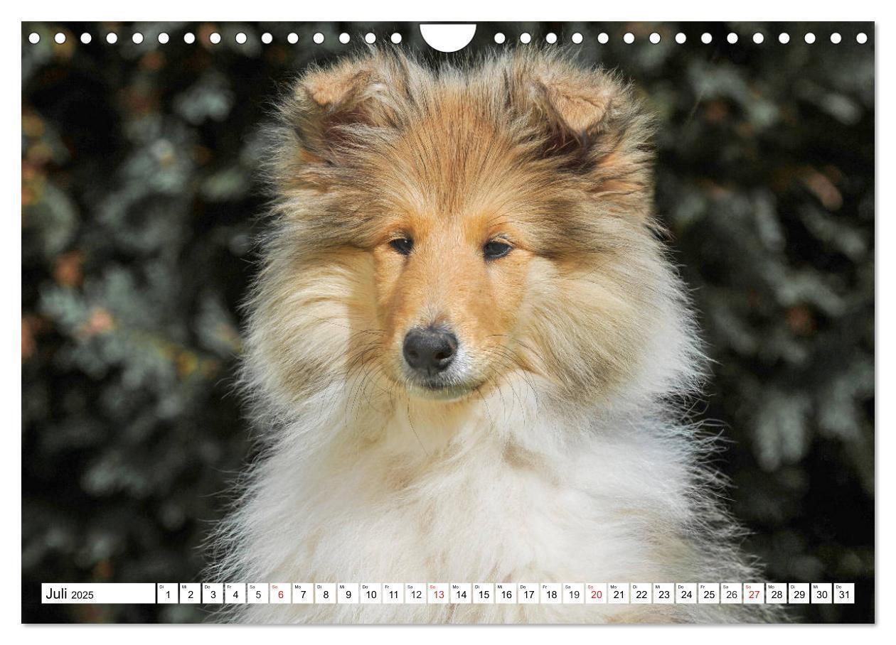 Bild: 9783435251452 | Colliewelpen - kleine Collies erobern die Welt (Wandkalender 2025...