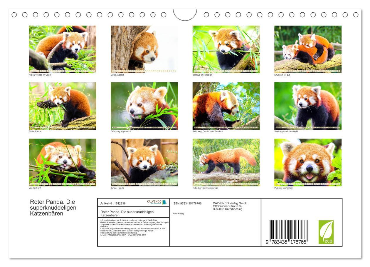 Bild: 9783435178766 | Roter Panda. Die superknuddeligen Katzenbären (Wandkalender 2025...