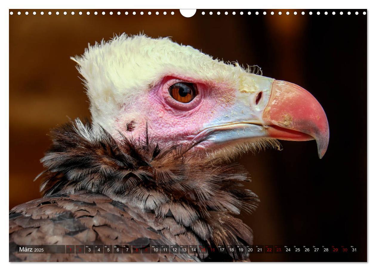 Bild: 9783435350421 | Raubvögel - lautlose Jäger (Wandkalender 2025 DIN A3 quer),...