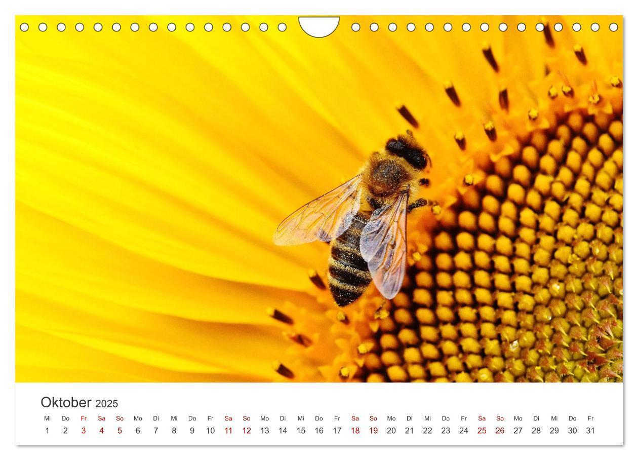 Bild: 9783383927485 | Die Welt der fleißigen Bienen (Wandkalender 2025 DIN A4 quer),...