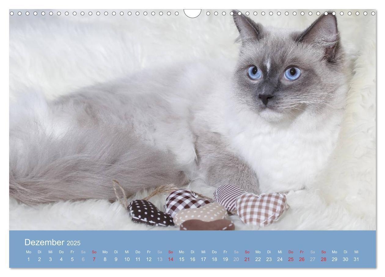 Bild: 9783435745548 | Engel auf 4 Pfoten - Ragdolls 2025 (Wandkalender 2025 DIN A3 quer),...