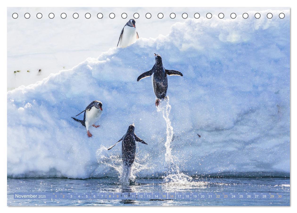 Bild: 9783457198018 | Pinguine: Gehupft wie gesprungen (Tischkalender 2025 DIN A5 quer),...