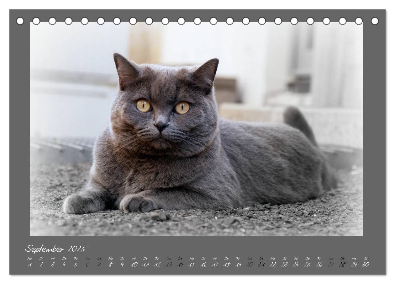 Bild: 9783435400331 | GRAUE ENGEL Britischkurzhaar-Katzen (Tischkalender 2025 DIN A5...