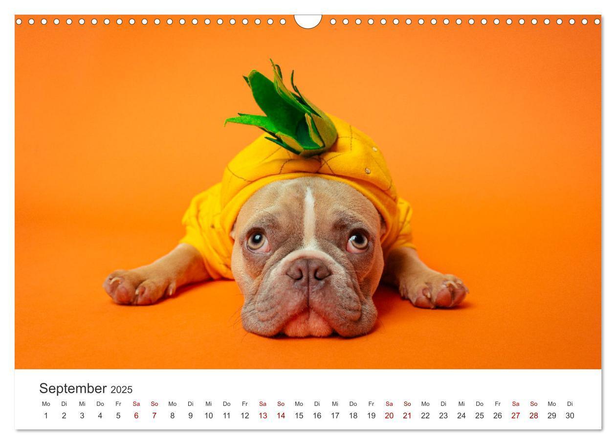 Bild: 9783457182680 | Die Bulldogge Henry (Wandkalender 2025 DIN A3 quer), CALVENDO...