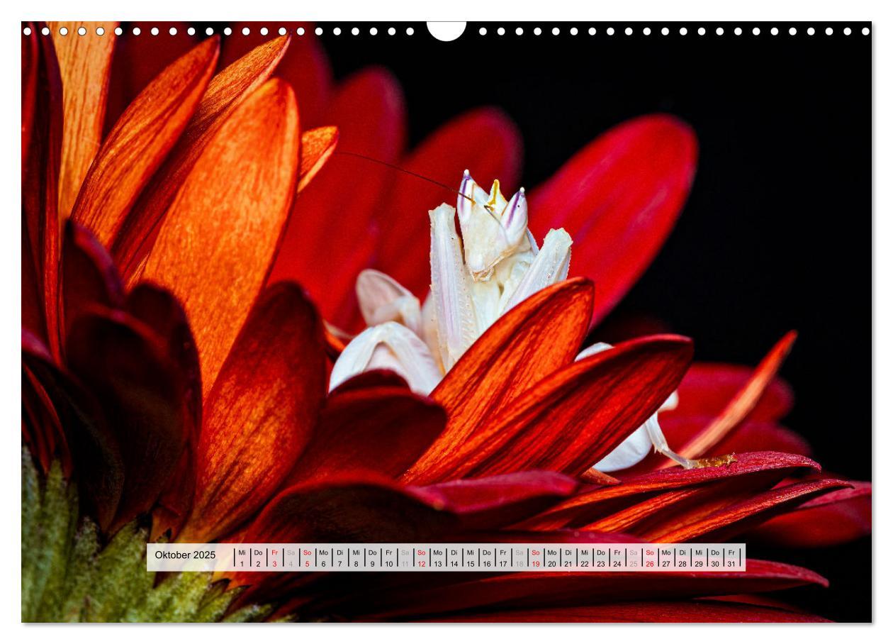 Bild: 9783457149959 | Die Orchideen Gottesanbeterin (Wandkalender 2025 DIN A3 quer),...