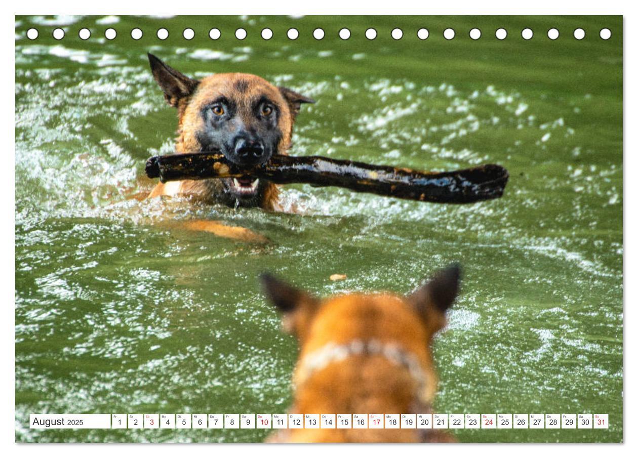 Bild: 9783435144457 | Malinois - belgischer Schäferhund (Tischkalender 2025 DIN A5 quer),...